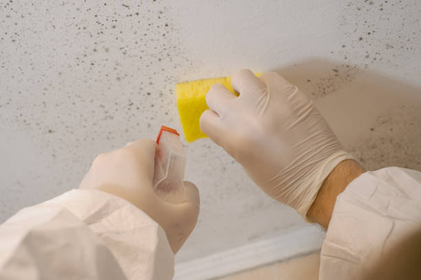 Best Biohazard Mold Removal  in Batesville, MS